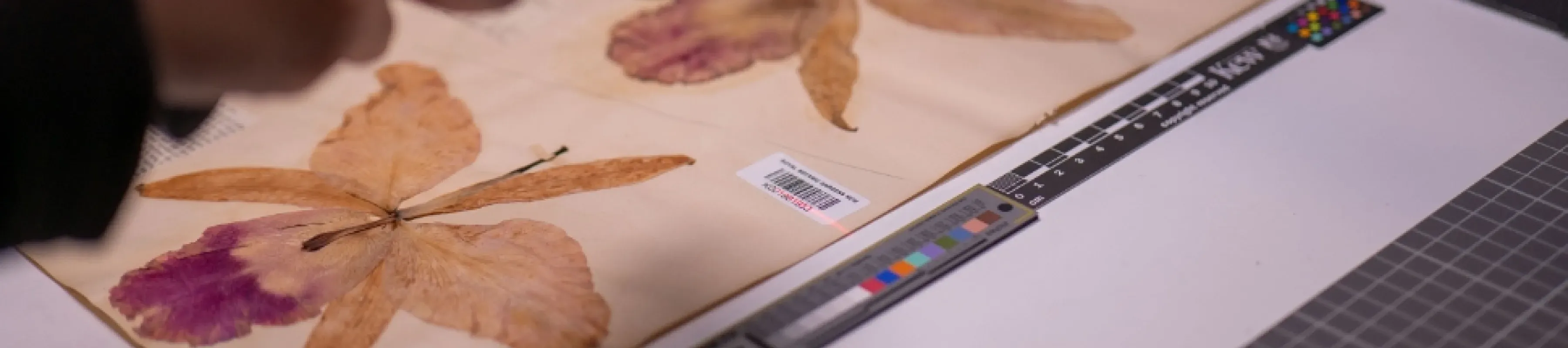 Kew Gardens launches its new Data Portal