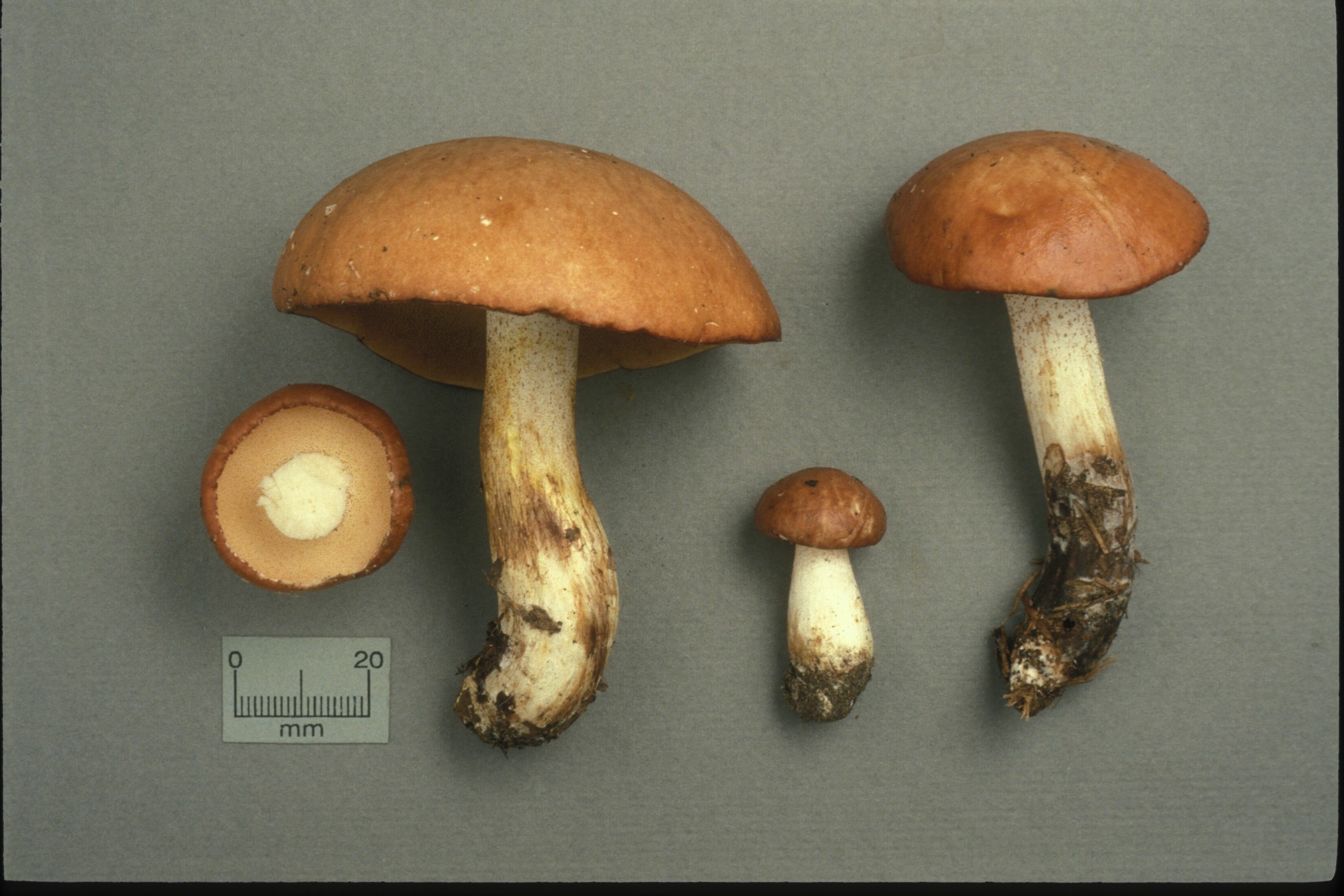 <em>Suillus granulatus from Cercle des mycologues de Montreal Fungarium (CMMF)</em><br>© Lamoureux, Yves (CC-BY-NC-3.0)