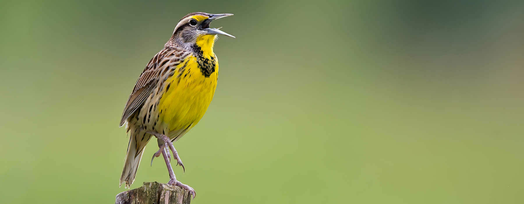 <em>Eastern Meadowlark</em><br>© Charles Gangas, 2022